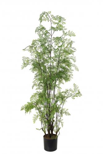 Adiantum - - 180 cm - www.frokenfraken.se