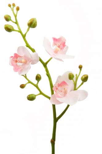 Phalaenopsis - Rosa - 50 cm - www.frokenfraken.se