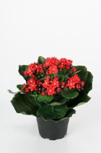 Kalanchoe - Röd - 20 cm - www.frokenfraken.se