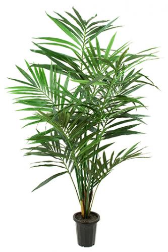 Kentia palm - Konstväxt - 180 cm - www.frokenfraken.se