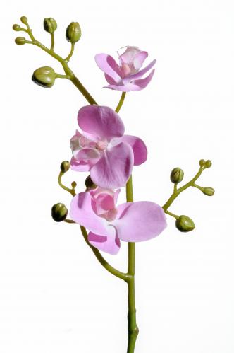 Phalaenopsis - Rosa - 50 cm - www.frokenfraken.se