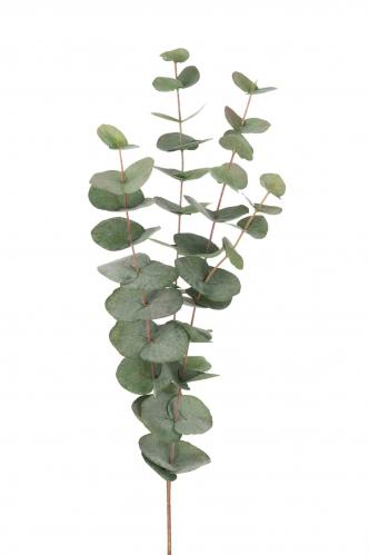 Eucalyptus - Grn - 60 cm - www.frokenfraken.se