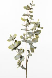 Eucalyptus - Grön - 70 cm - www.frokenfraken.se