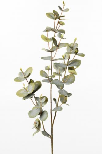 Eucalyptus - Grn - 70 cm - www.frokenfraken.se