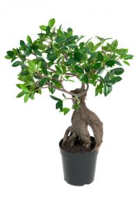 Ginseng - Konstväxt - 50 cm - www.frokenfraken.se