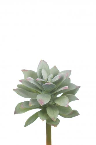 Echeveria - Grn - 6 cm - www.frokenfraken.se