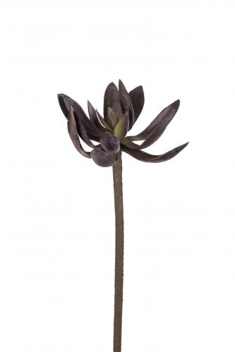 Echeveria - Röd - 50 cm - www.frokenfraken.se