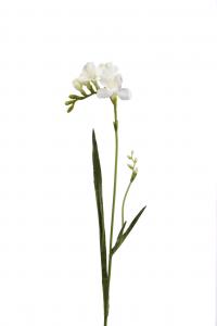 Freesia - Vit - 60 cm - www.frokenfraken.se