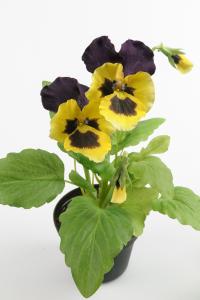 Pensé - Gul - 23 cm - www.frokenfraken.se