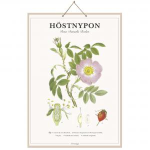 Skolplansch Höstnypon - L44 x B66 cm - www.frokenfraken.se