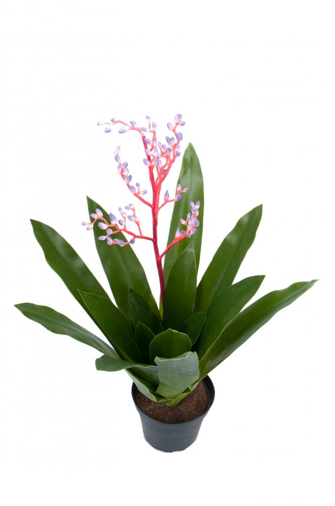 Bromelia - Lila - 40 cm från Mr Plant 284.80 kr - Fröken Fräken