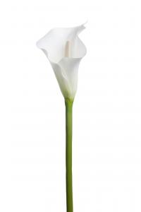 Calla - Vit - 80 cm - www.frokenfraken.se