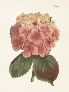 Poster - Vintage - Hortensia - 18 x 24 cm - www.frokenfraken.se