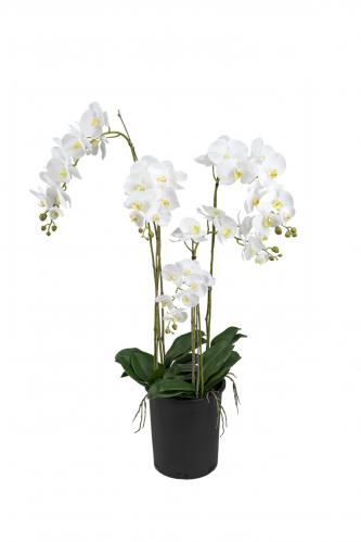 Phalaenopsis - Vit - 130 cm - www.frokenfraken.se