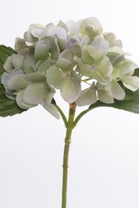 Hortensia - Blå - 25 cm - www.frokenfraken.se