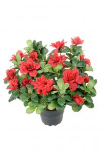 Azalea - Röd - 25 cm - www.frokenfraken.se