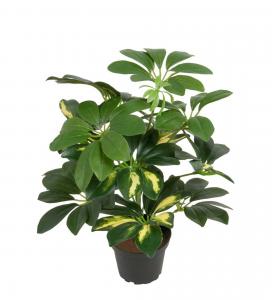 Schefflera - Grön - 40 cm - www.frokenfraken.se