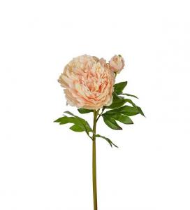 Pion - Aprikos - 65 cm - www.frokenfraken.se