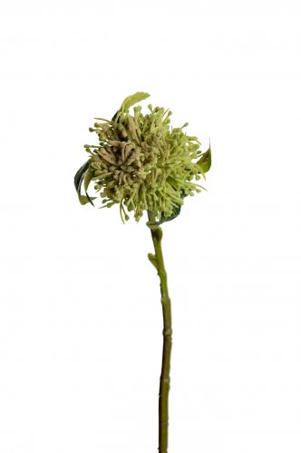 Allium - Grn - 40 cm - www.frokenfraken.se