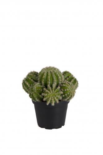 Kaktus - Grn - 12 cm - www.frokenfraken.se