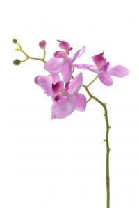 Phalaenopsis - Lila - 28 cm - www.frokenfraken.se