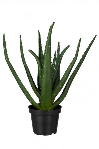 Aloe - Grn - 30 cm - www.frokenfraken.se