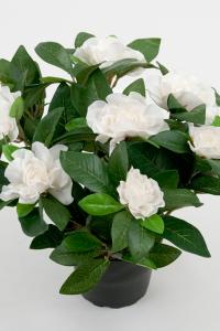 Gardenia - Vit - 25 cm - www.frokenfraken.se