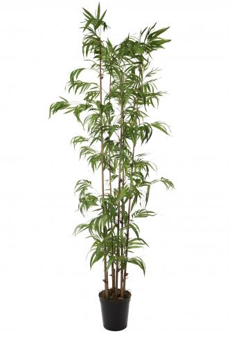 Bambu - - 290 cm - www.frokenfraken.se