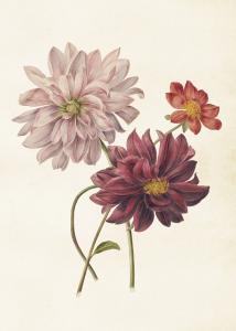 Poster - Vintage - Dahlia - 50 x 70 cm - www.frokenfraken.se