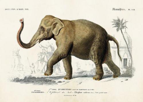 Poster - Vintage - Elefant - 70 x 50 cm - www.frokenfraken.se