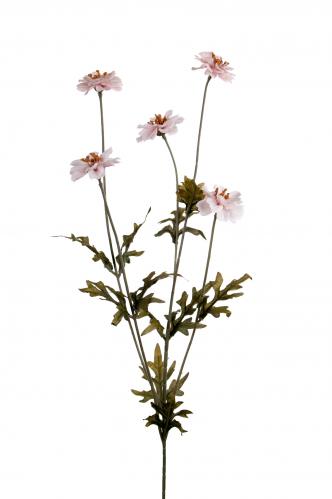 Coreopsis - Rosa - 75 cm - www.frokenfraken.se