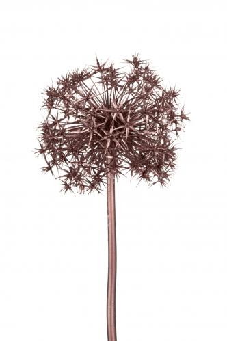 Allium - Brons - 100 cm - www.frokenfraken.se
