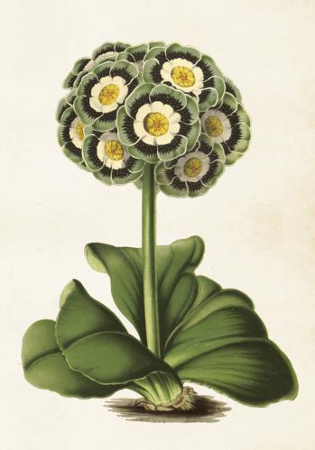 Poster - Vintage - Primula - 35 x 50 cm - www.frokenfraken.se
