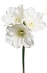 Amaryllis - Vit Konstblomma - 65 cm - www.frokenfraken.se