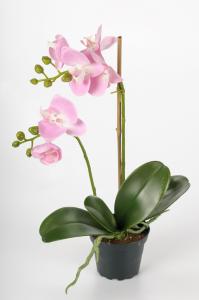 Phalaenopsis - Rosa - 45 cm - www.frokenfraken.se
