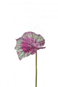 Rexbegonia blad - Rosa - 20 cm - www.frokenfraken.se
