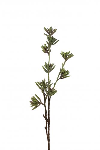 Succulent - - 75 cm - www.frokenfraken.se