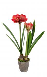 Amaryllis - Röd - 90 cm - www.frokenfraken.se