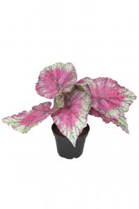 Rexbegonia - Rosa - 20 cm - www.frokenfraken.se
