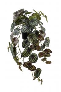 Peperomia - Grön - 20 cm - www.frokenfraken.se