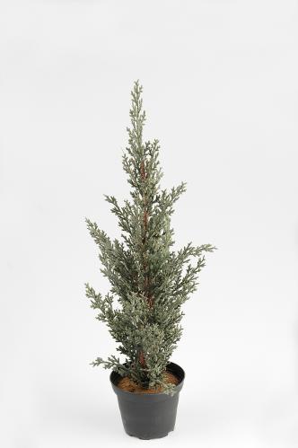 Cypress - Grn - 40 cm - www.frokenfraken.se