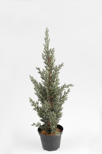 Cypress - Grön - 40 cm - www.frokenfraken.se