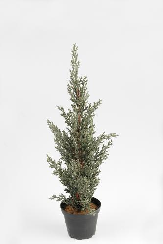 Cypress - Grön - 40 cm - www.frokenfraken.se