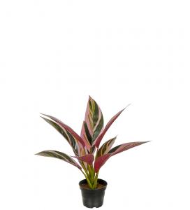 Cordyline - Grön/röd - 38 cm - www.frokenfraken.se