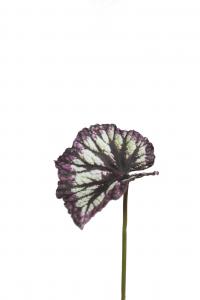 Rexbegonia blad - Lila - 20 cm - www.frokenfraken.se