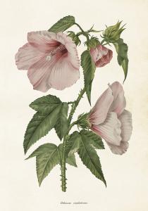 Poster - Vintage - Hibiscus - 35 x 50 cm - www.frokenfraken.se