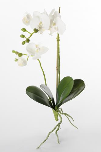 Phalaenopsis - Vit - 45 cm - www.frokenfraken.se