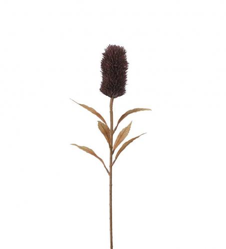 Banksia - Burgundy - 75 cm - www.frokenfraken.se