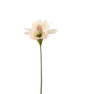 Amaryllis - Gul - 63 cm - www.frokenfraken.se