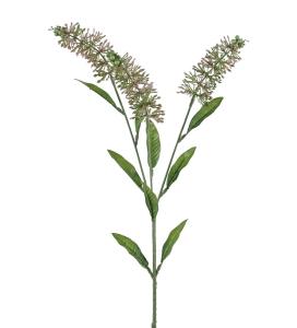 Astilbe - Rosa - 70 cm - www.frokenfraken.se